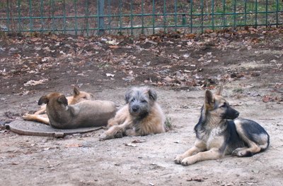 dogs image by lena Letuchaia from Fotolia.com Dogs can behave better with others.
