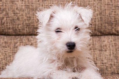 white puppy image by Andrejs Pidjass from Fotolia.com The best brushes for pups vary depending on the coat type.