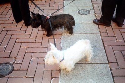 black and white scotties image by Christopher Martin from Fotolia.com Scotch terriers come in various shades.