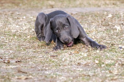 puppy image by Lisa Eastman from Fotolia.com Rock eating is a dangerous habit for any puppy.
