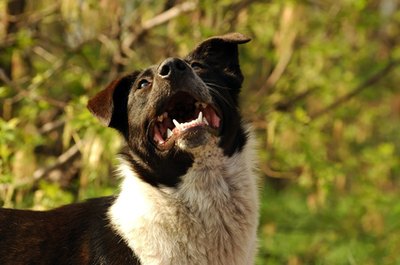 dog image by Andrii IURLOV from Fotolia.com Dogs bark to alert their owners, or through boredom and anxiety.