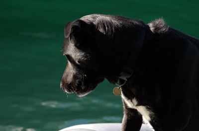 dog on boat image by JulianMay.co.uk from Fotolia.com Flea collars are the oldest but not necessarily the most effective method of flea control for dogs.