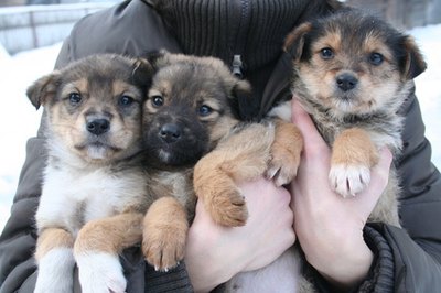 puppies image by Bobi from Fotolia.com Puppies do better if they are on a regular schedule.