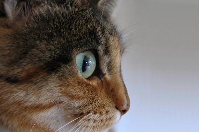 cat face image by rvvelde from Fotolia.com Cats don't understand the idea of "owner" but they have excellent memories.