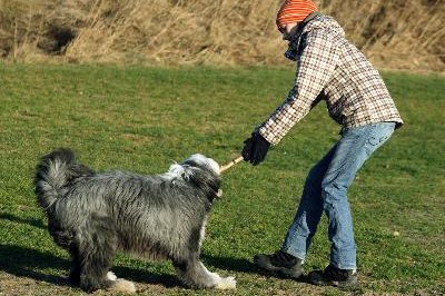Dog, bearded collie, and girl having a great fight over stick image by Pontus Edenberg from Fotolia.com The old English sheepdog is not without inherited health problems.