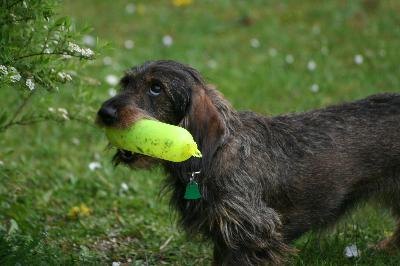 Different Types Of Wire Hair Dachshunds Pets