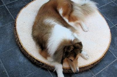 Dog on Dog Bed image by Janet Wall from Fotolia.com Rescue dogs can thrive in a secure, calm environment.