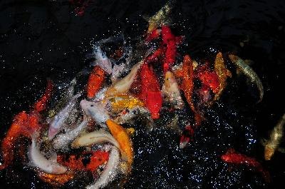 koi image by Stefan Richter from Fotolia.com A pond full of koi and goldfish is a beautiful element of a landscape.