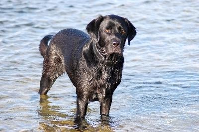 Nasser Labrador image by olly k from Fotolia.com The Labrador retriever's weather-resistant double coat insulates him for swimming.