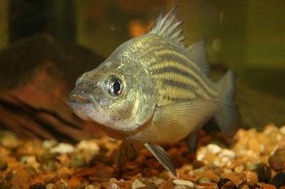 fish tank image by Jaimie Duplass from Fotolia.com Regular water changes keep your fish healthy, happy and colorful.
