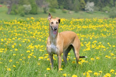 Galgo Espanol image by Stana from Fotolia.com Greyhounds make great family pets.