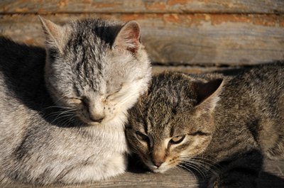 cats image by Zbigniew Nowak from Fotolia.com Fleas can transmit a variety of diseases to your cat.