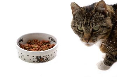 Cat with food against white background. image by Saskia Massink from Fotolia.com Try as you might, sometimes it's hard to get aging cats excited about eating.