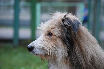 Dog 5 image by nIxOiD from Fotolia.com Sulphur shampoo helps clear up skin problems.