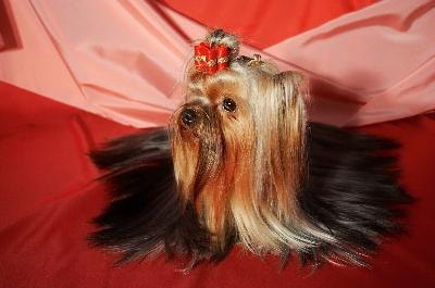 Yorkshire terrier image by Svetlana Gurdina from Fotolia.com Proper grooming will keep your Yorkie's hair long and smooth.
