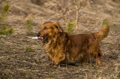 dachshund image by Zbigniew Nowak from Fotolia.com Dacshunds are more prone to epilepsy than most other dog breeds.