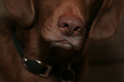 chocolate lab dog nose image by Paul Retherford from Fotolia.com This dog's nose has a healthy sheen.