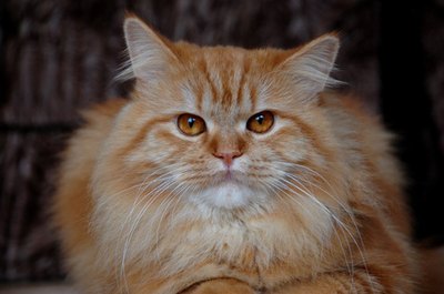 cat face image by Viktor Korpan from Fotolia.com Cats can have extreme reactions to allergies.