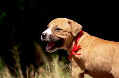 puppy image by Karol Grzegorek from Fotolia.com Prescription flea and tick preventatives are generally safer than collars.