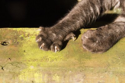 claws image by Undy from Fotolia.com Biotin is needed for healthy nails - and claws.