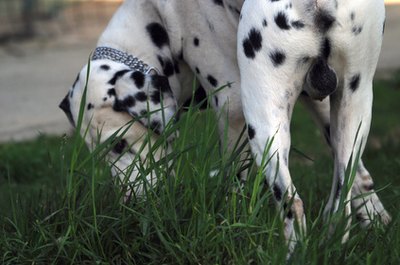 dog image by .shock from Fotolia.com Proper management can keep your lawn spotless.