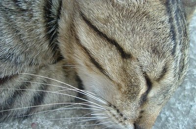 sleeping cat image by KtD from Fotolia.com Encourage your cat to sleep in her birthing box before it is needed.