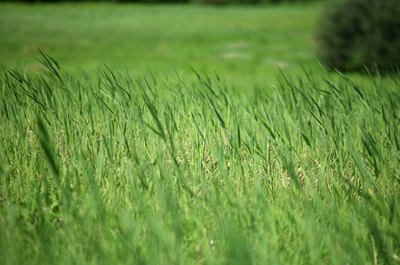 grass image by ana malin from Fotolia.com As strange as it is to humans, dogs truly enjoy the taste of grass.