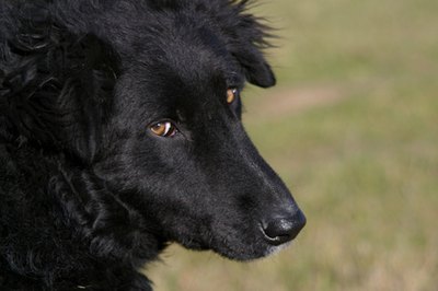 black dog image by Stefan Andronache from Fotolia.com Positive reinforcement works with stubborn dogs.