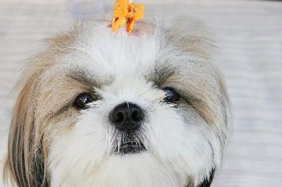 Cute white puppy with clips in its fur. image by Gina Smith from Fotolia.com "I'd really rather eat some liver than have a problem with my own."