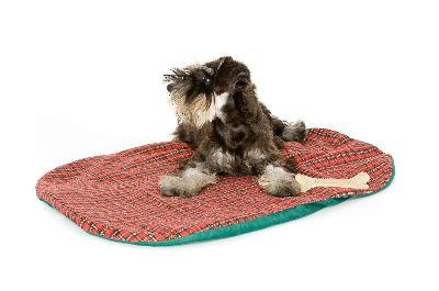 Bed Time! image by Elliot Westacott from Fotolia.com Make a dog bed to fit your dog's personality and your home decor.