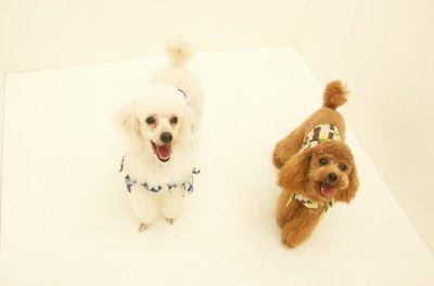 Pet dog Poodle image by カールクン from Fotolia.com I'm fluffy and this is puffy.
