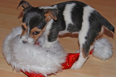 What do you mean no presents from Santa? image by T^i^ from Fotolia.com Growling over possessions is a natural canine instinct.