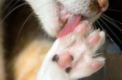 cat paw closeup image by Ricardo Verde Costa from Fotolia.com Good nail care for cats includes cleaning her claws.