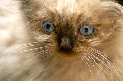 young himilayan kitten image by Stephen Orsillo from Fotolia.com Himmies usually have good temperaments.