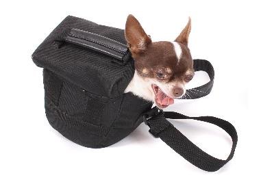 dog in the bag image by jonnysek from Fotolia.com Bathing is an essential grooming step for short-haired dogs, including Chihuahuas.