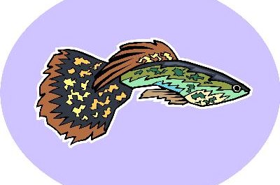 Fish image by Alhazm Salemi from Fotolia.com Male guppy fish are known for their long, brightly colored fins.