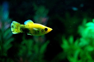 session aquarium 1 image by Anthony CALVO from Fotolia.com Guppies are known for their long fins and bright colors.