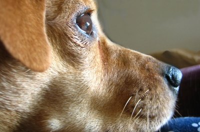 dog face image by Albert Lozano from Fotolia.com An ailing dog may have a bacterial infection.