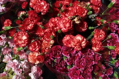 red carnations image by timur1970 from Fotolia.com Carnations are toxic to cats.