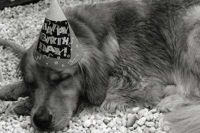 birthday dog image by Susan Rae Tannenbaum from Fotolia.com Celebrate your dog's birthday with fun and tasty things.