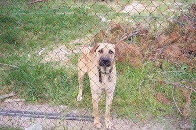 prisoned dog image by timur1970 from Fotolia.com Prevent your dog from escaping under the fence.