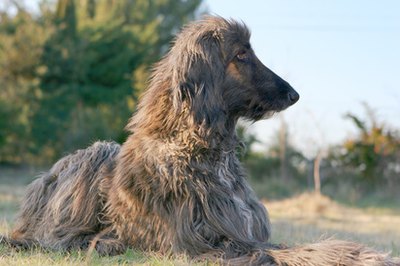 lévrier afghan image by Philippe LERIDON from Fotolia.com Wild and woolly is not the best Afghan look.