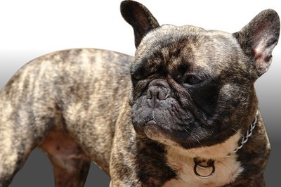 bulldog francais image by margouillat photo from Fotolia.com Crate training is one of the most effective ways to housebreak a bulldog.