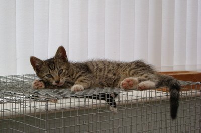 Kitten Lying on Cage image by mickkid from Fotolia.com If your cat gets sick, you may need to keep him in a kennel so he gets enough rest.