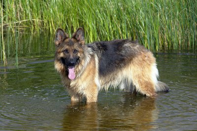 German Shepherd Dog standing in water image by bright from Fotolia.com Do you want to go for a swim?