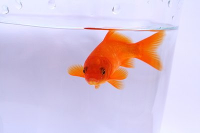 lonely goldfish image by martin schmid from Fotolia.com An injured fin can result in fin rot.