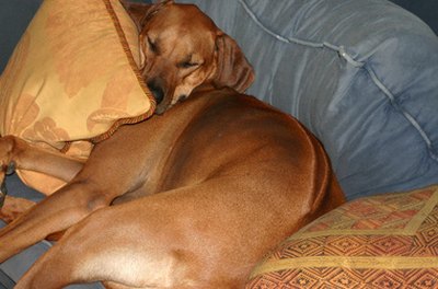 lazy dog image by jedphoto from Fotolia.com Control dog dander with a few easy techniques.