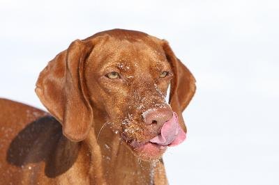 dog licking nose vizsla image by Paul Retherford from Fotolia.com Licking can help dogs learn about their environment.