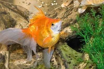 golden fish image by Alina Isakovich from Fotolia.com Yellow water in your fish tank can be good or bad.