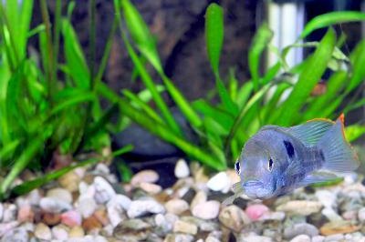 Aquarium Fish dwarf Cichlid(Apistogramma nijsseni image by Vitas from Fotolia.com Cichlids are comfortable in tanks with suitable decorative items.
